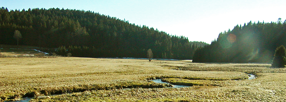 Bei Giersbach / Hotzenwald Online