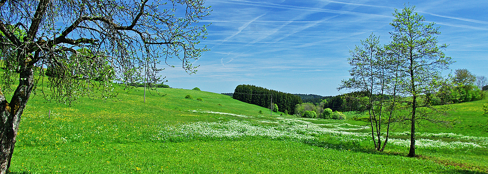 Landschaft / Hotzenwald Online